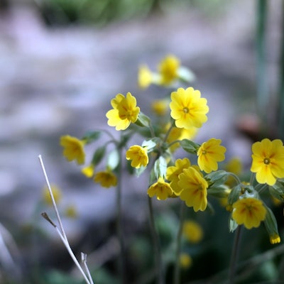 Bild 2 20200401max-garten03