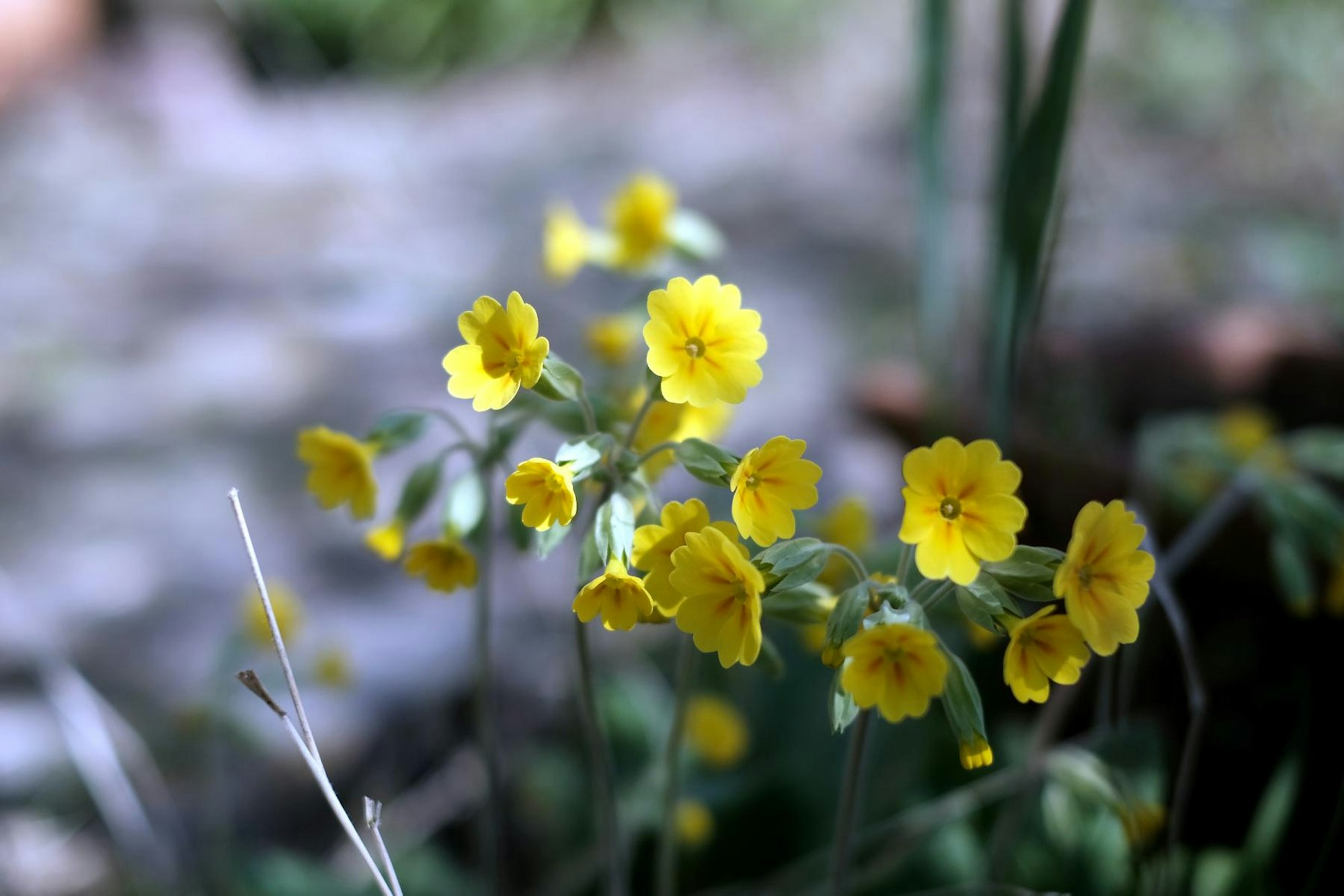 Bild 2 20200401max-garten03