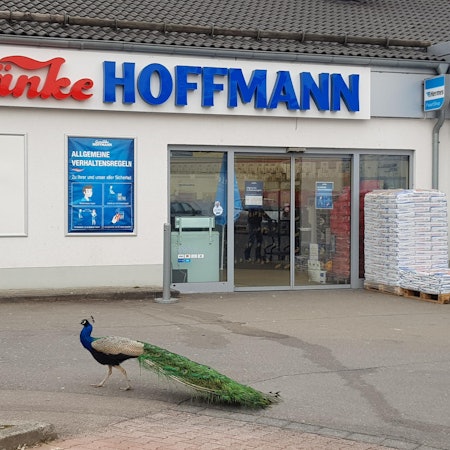 Pfau Waldbröl
