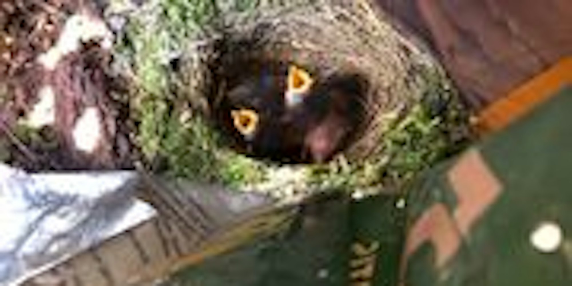 Rotkehlchen Nest