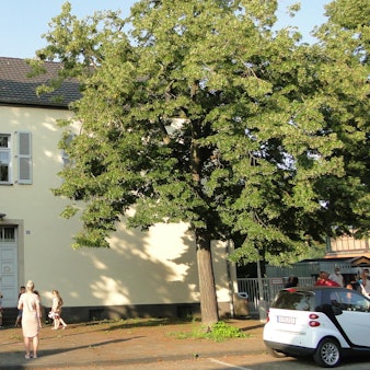 GGS Amandusstraße (4)