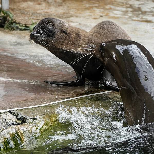 seelöwenbaby kölner zoo