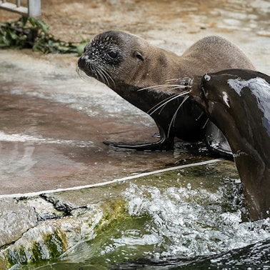 seelöwenbaby kölner zoo