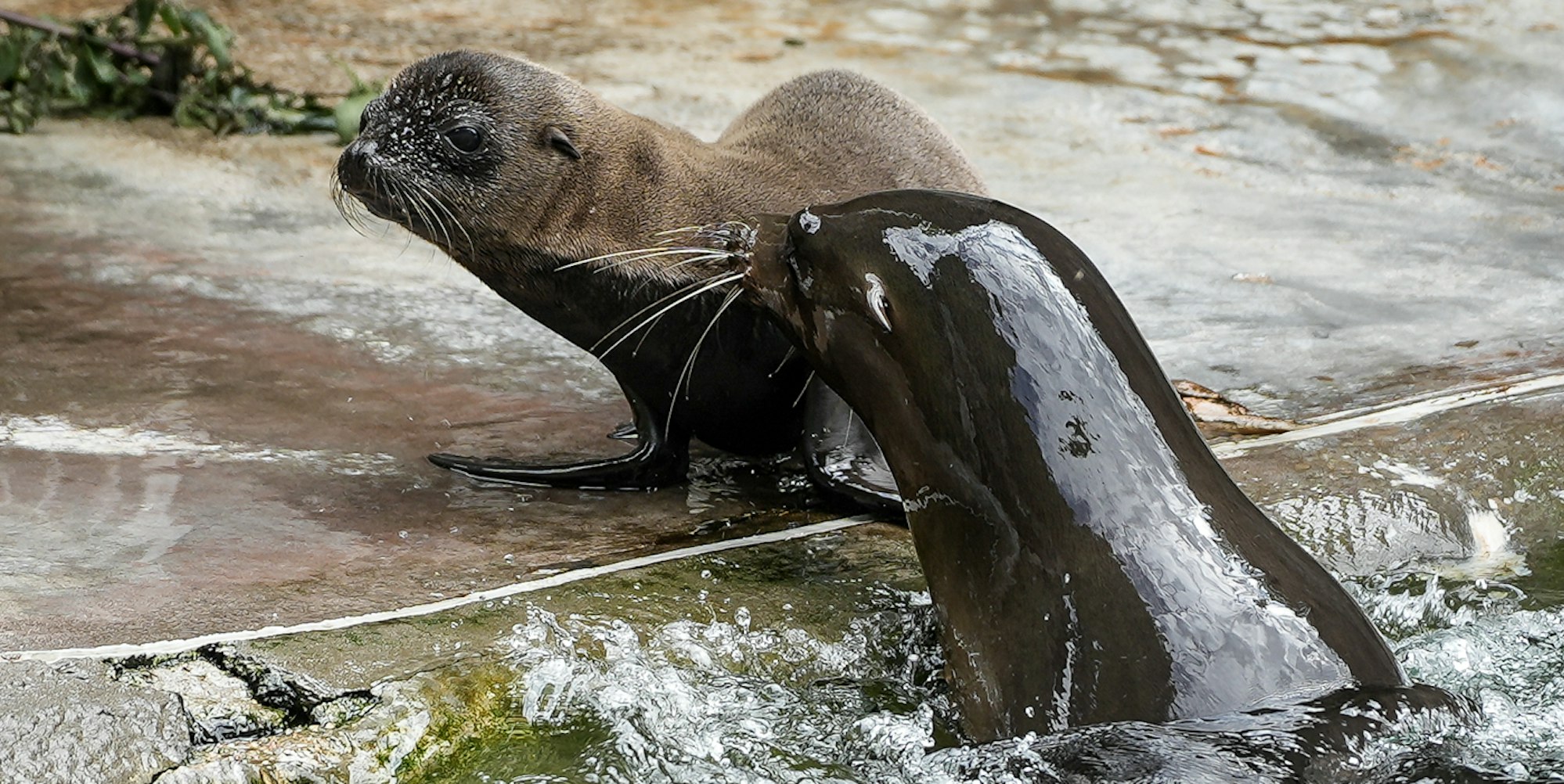 seelöwenbaby kölner zoo