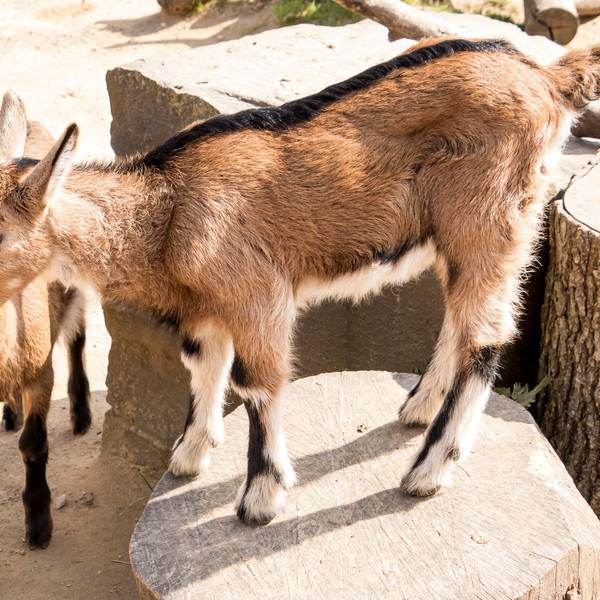 Hennesschen Zoo