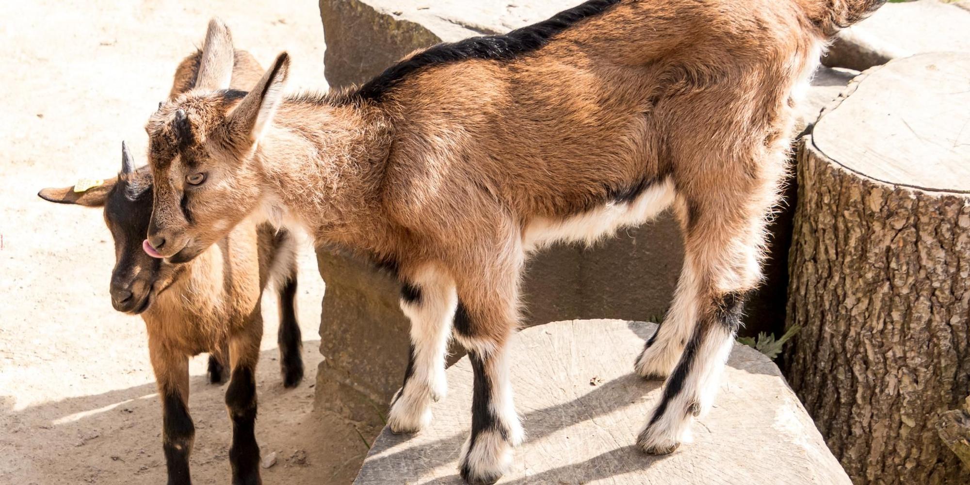Hennesschen Zoo