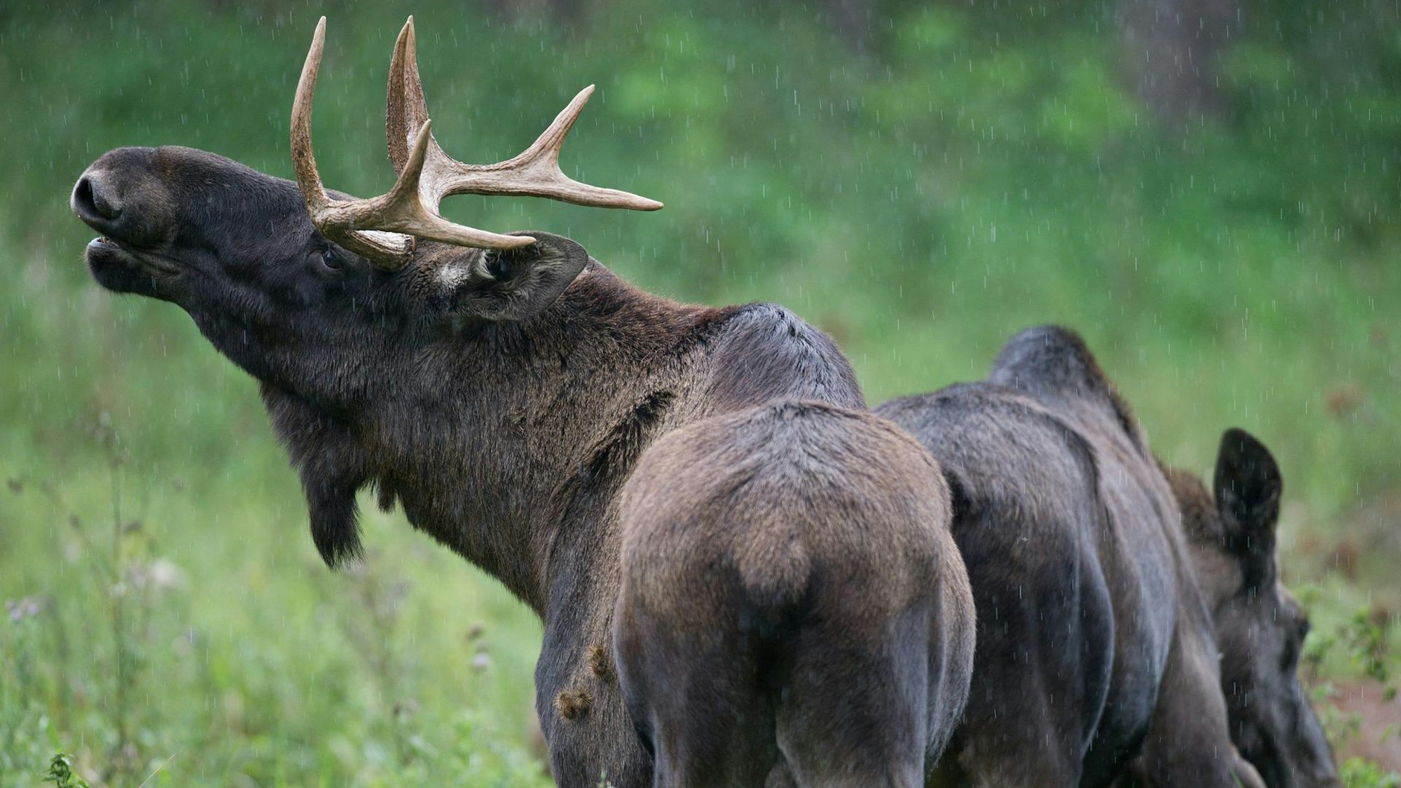 Elche auf einer Wiese
