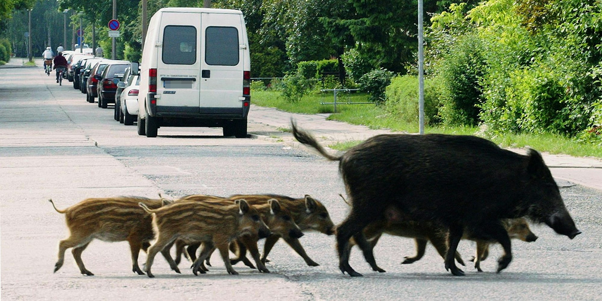 B_Wildschwein Straße_Symbol_270916