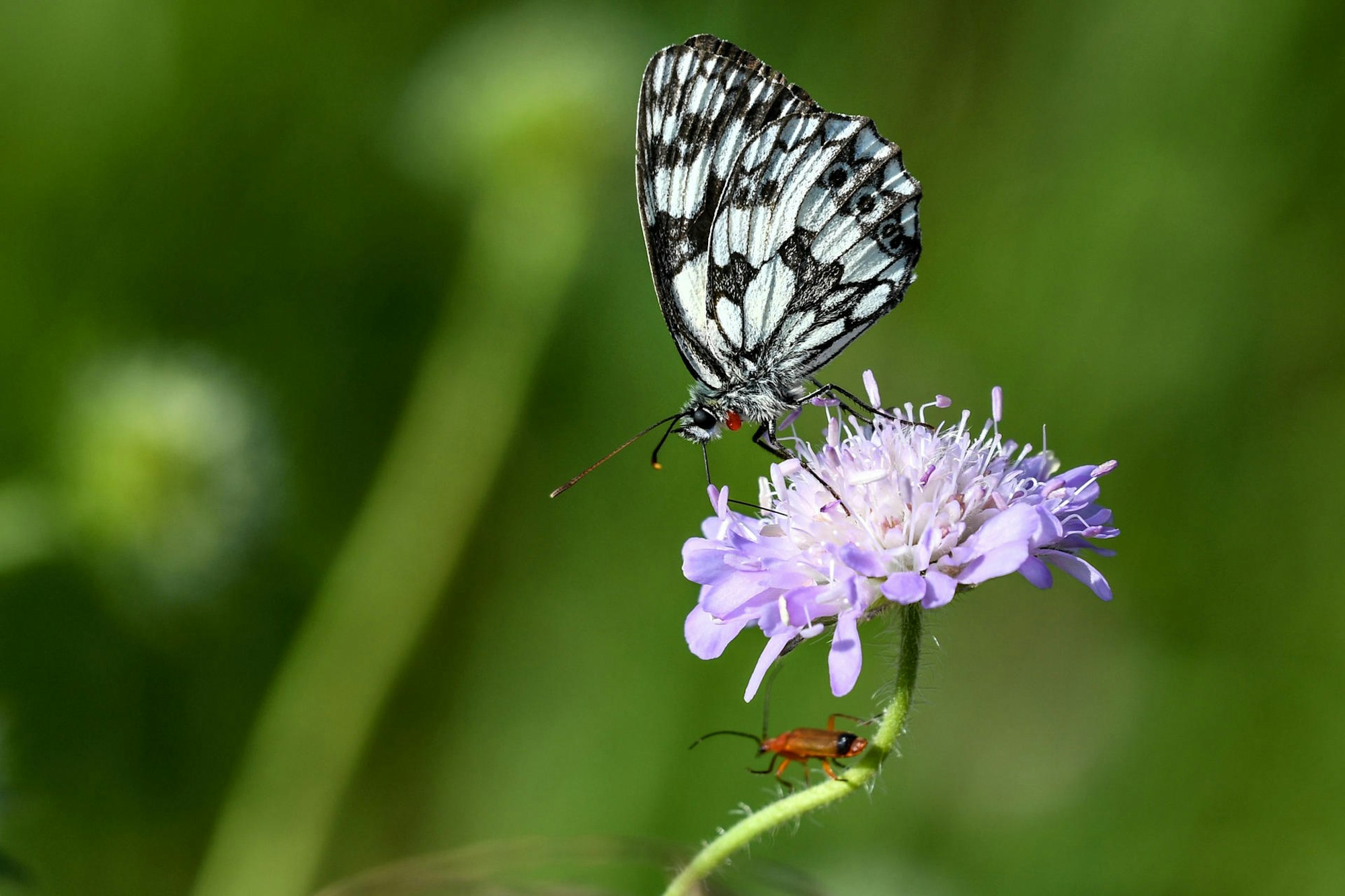 Schmetterling Blumen Garten dpa