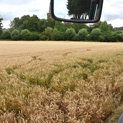 el-Hunde-Weizenfeld-FTZ (8)