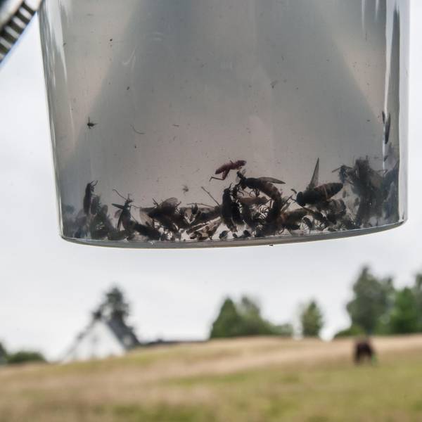 leverkusen-inhalt-insektenfalle-ALF_2423