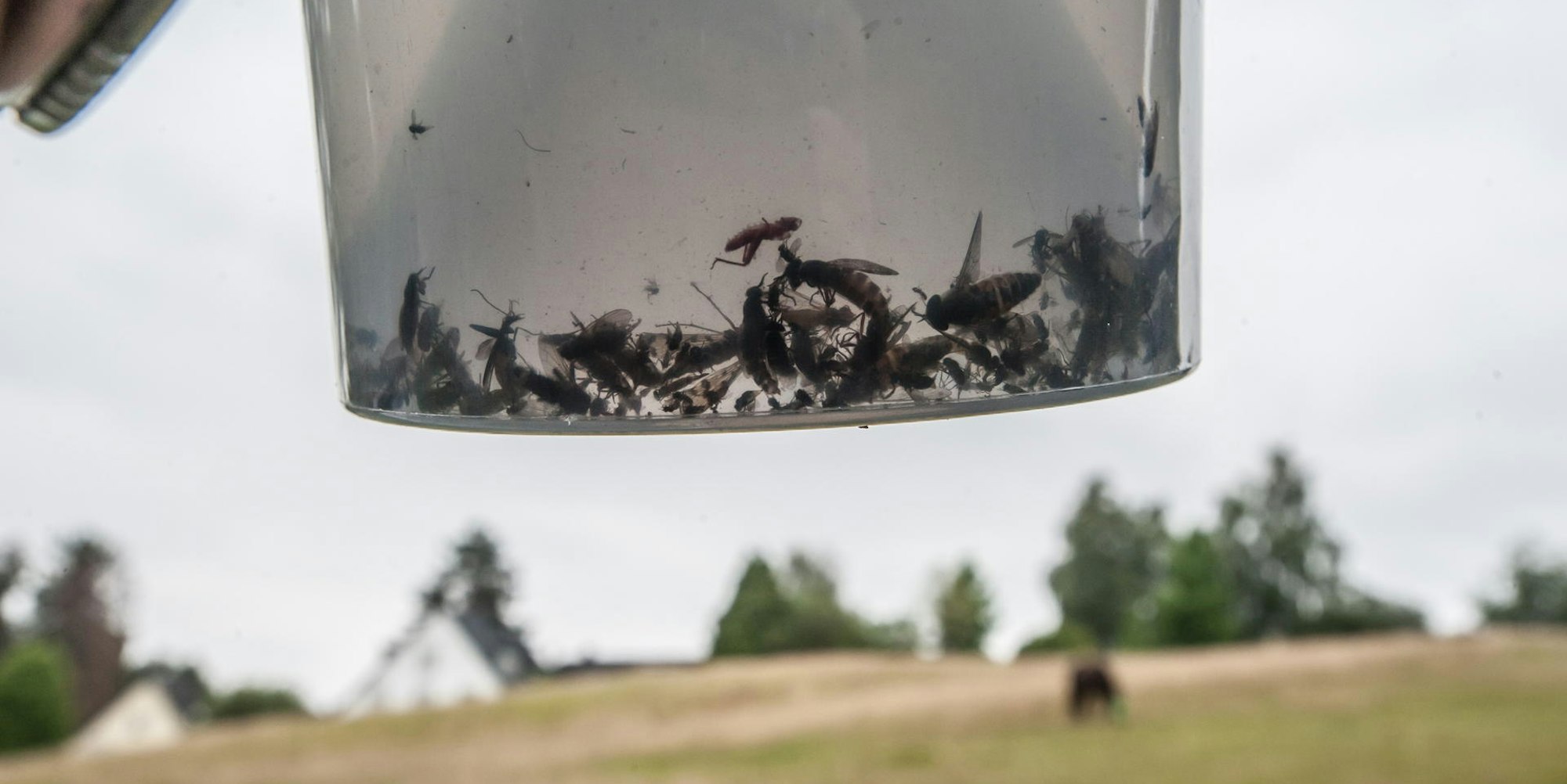 leverkusen-inhalt-insektenfalle-ALF_2423