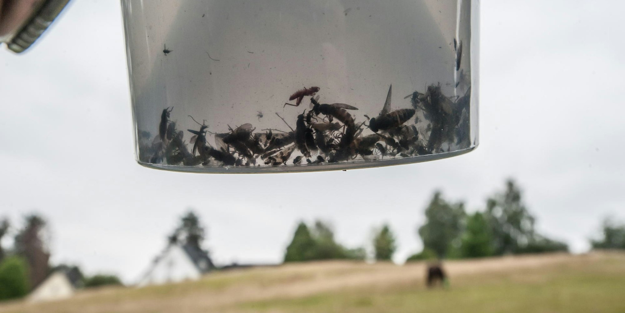 leverkusen-inhalt-insektenfalle-ALF_2423