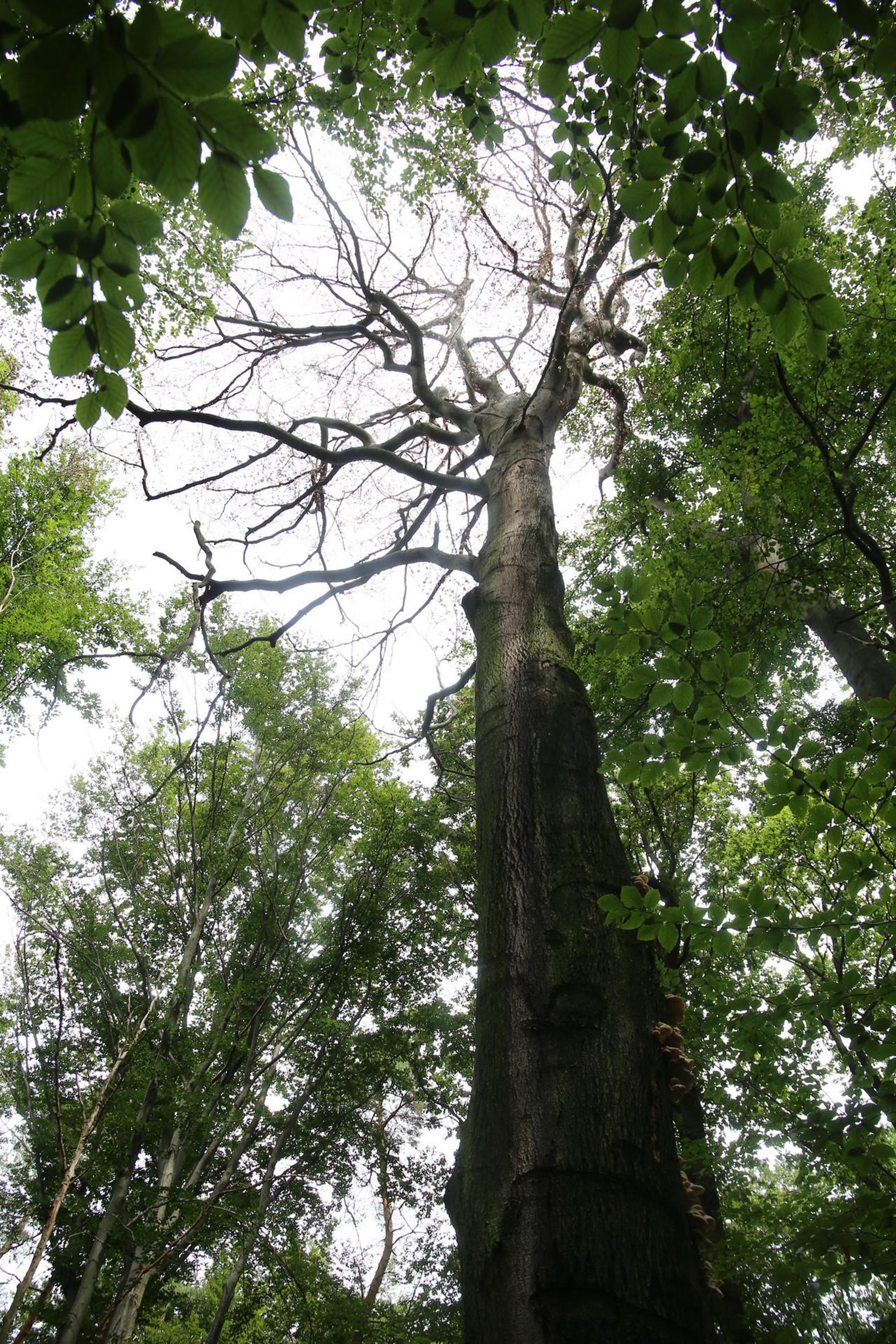 Alte Buche Eifel