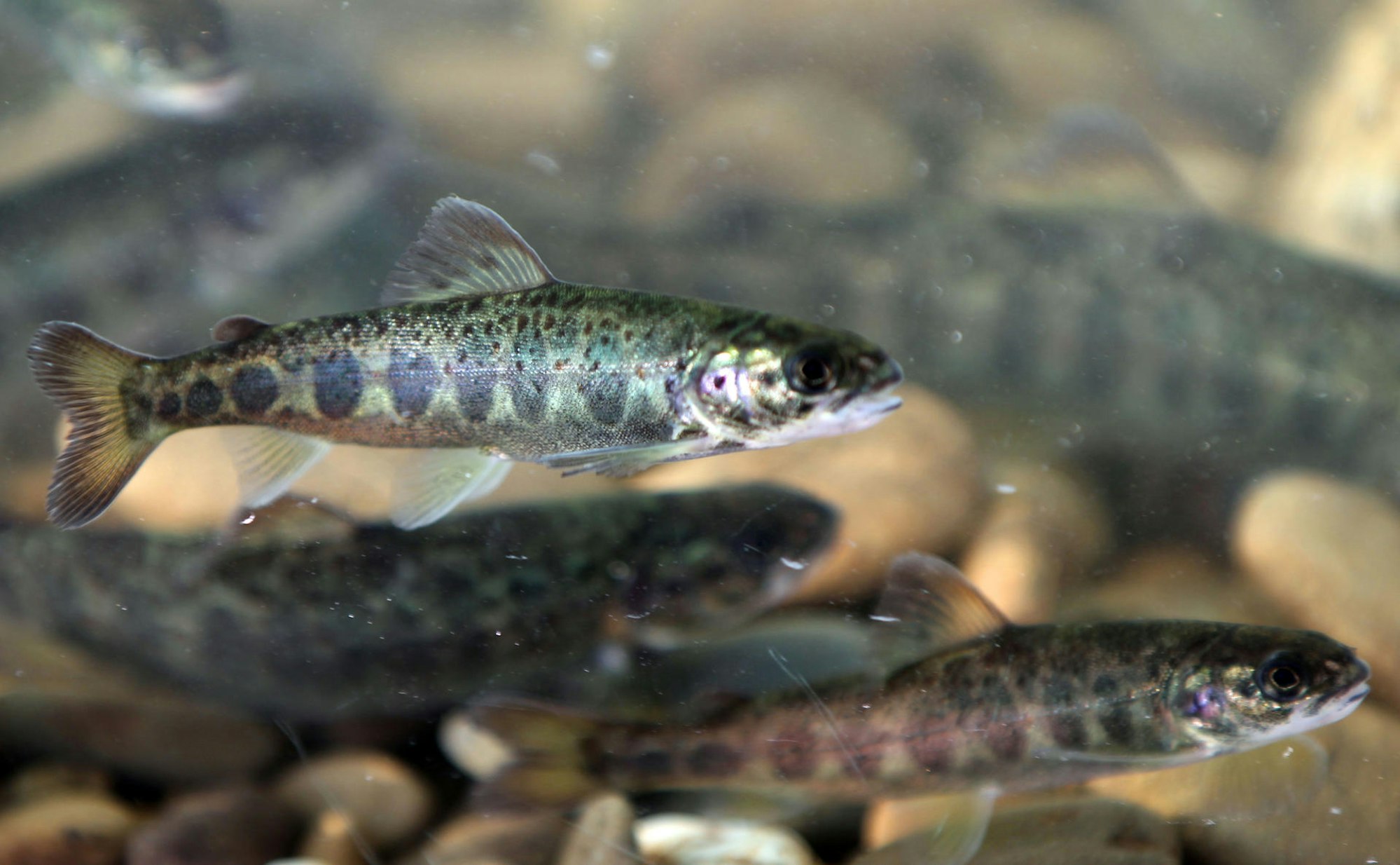 Junger Lachs 2017 Symbol dpa