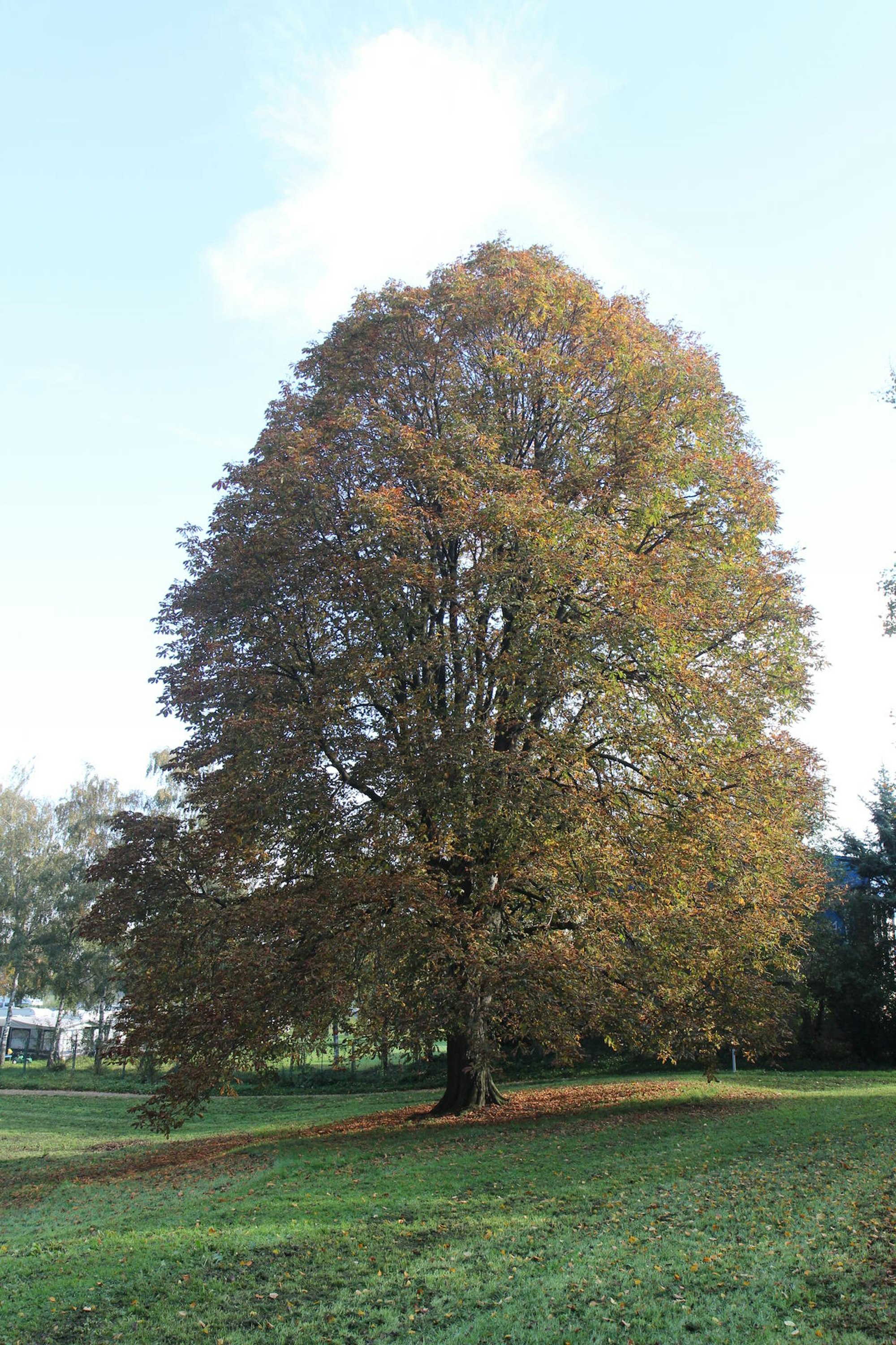 rem_baumkataster_031