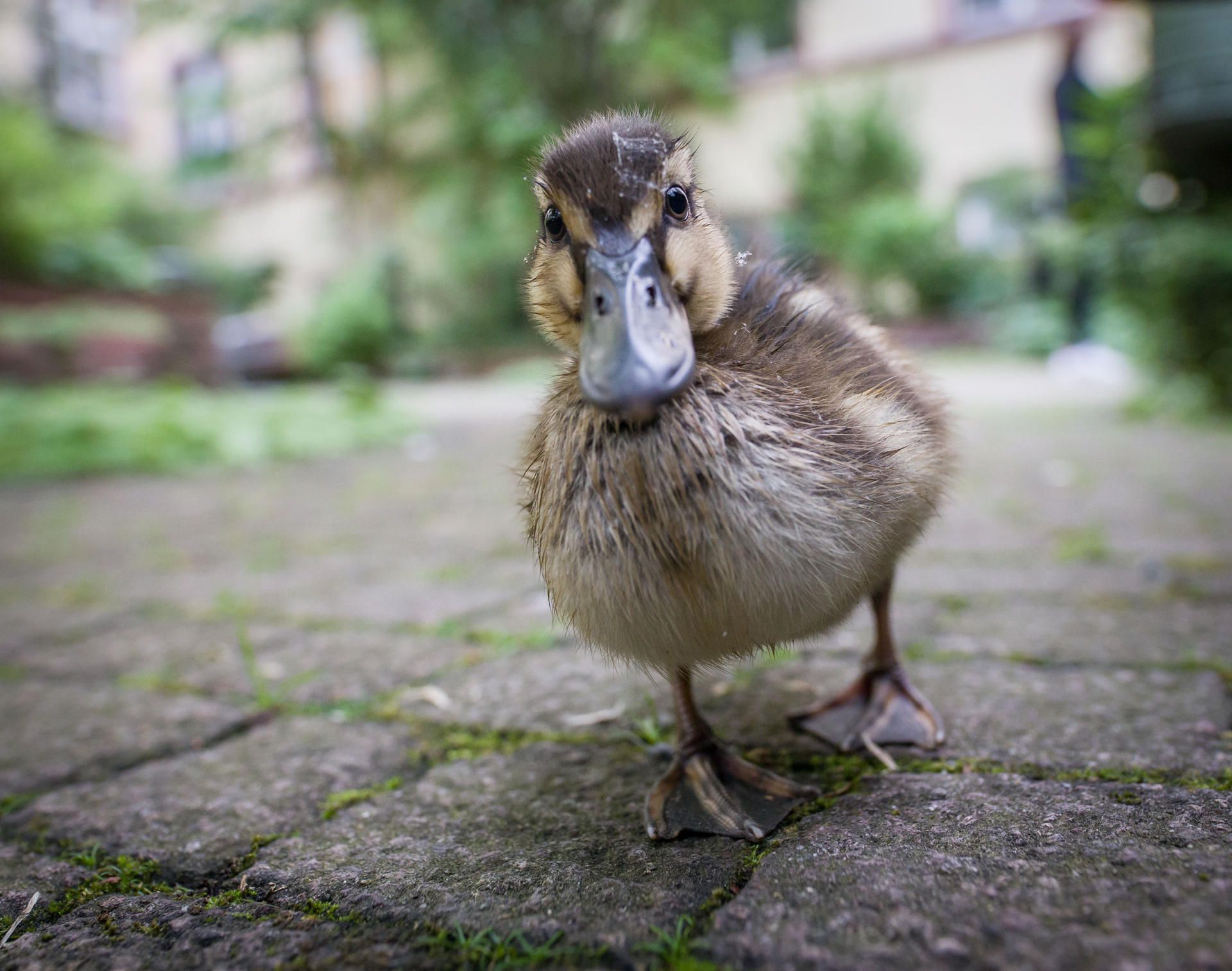 Ente