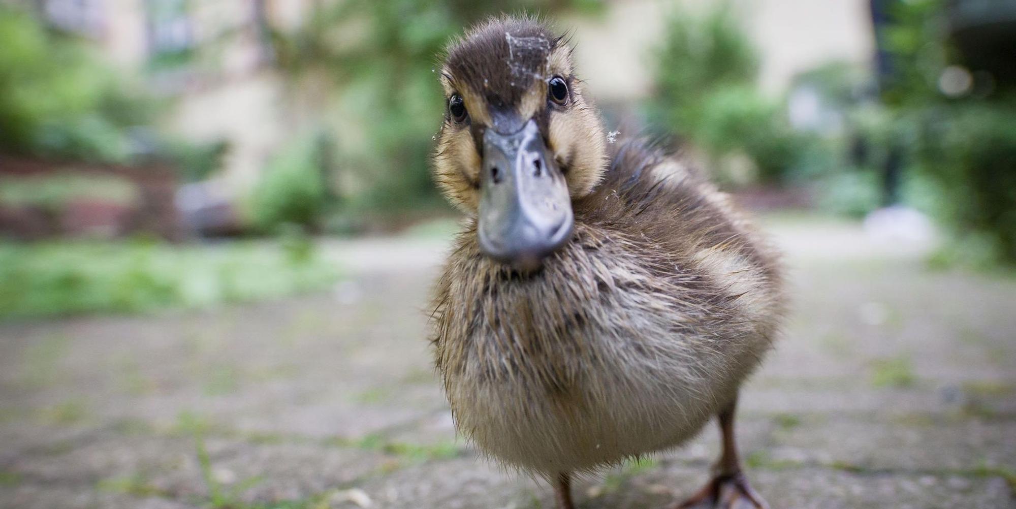 Ente
