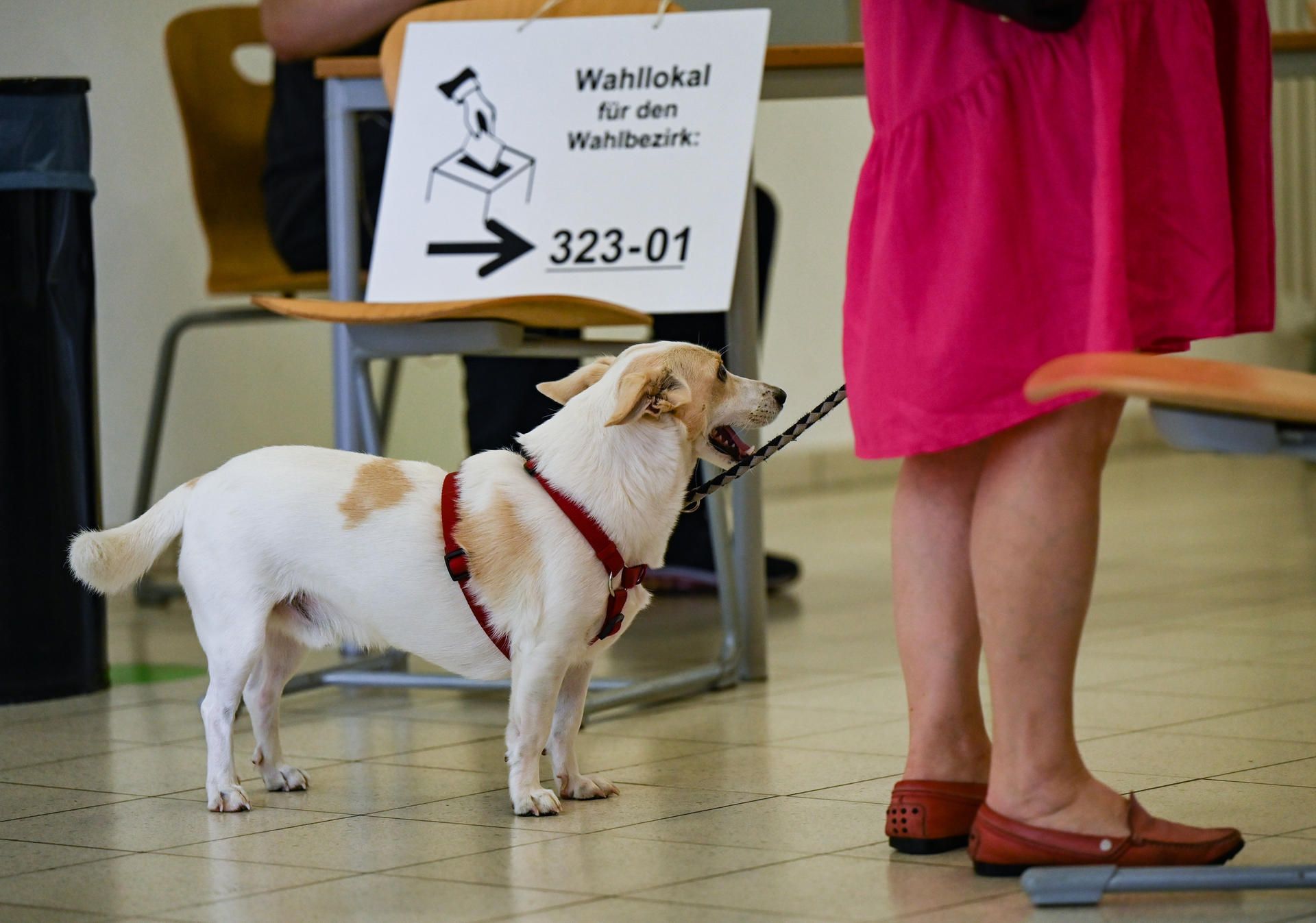 Hund Wahllokal dpa