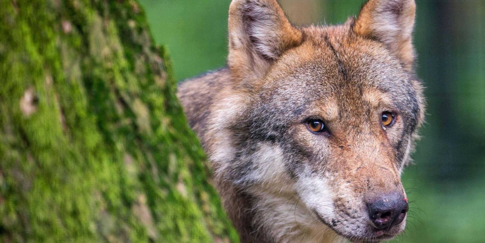 Wolf breitet sich aus RND