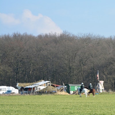 Pferde Hambacher Forst