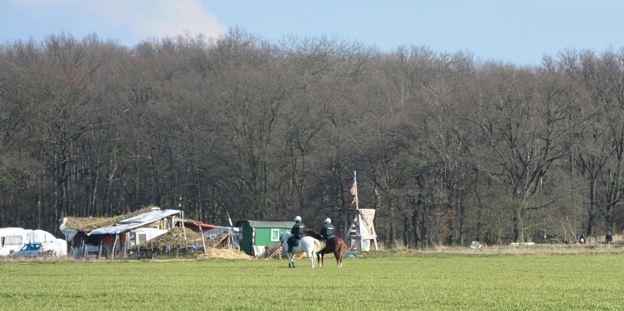 Pferde Hambacher Forst