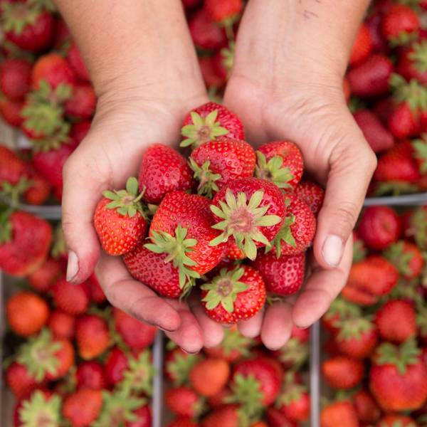 Erdbeeren-dpa