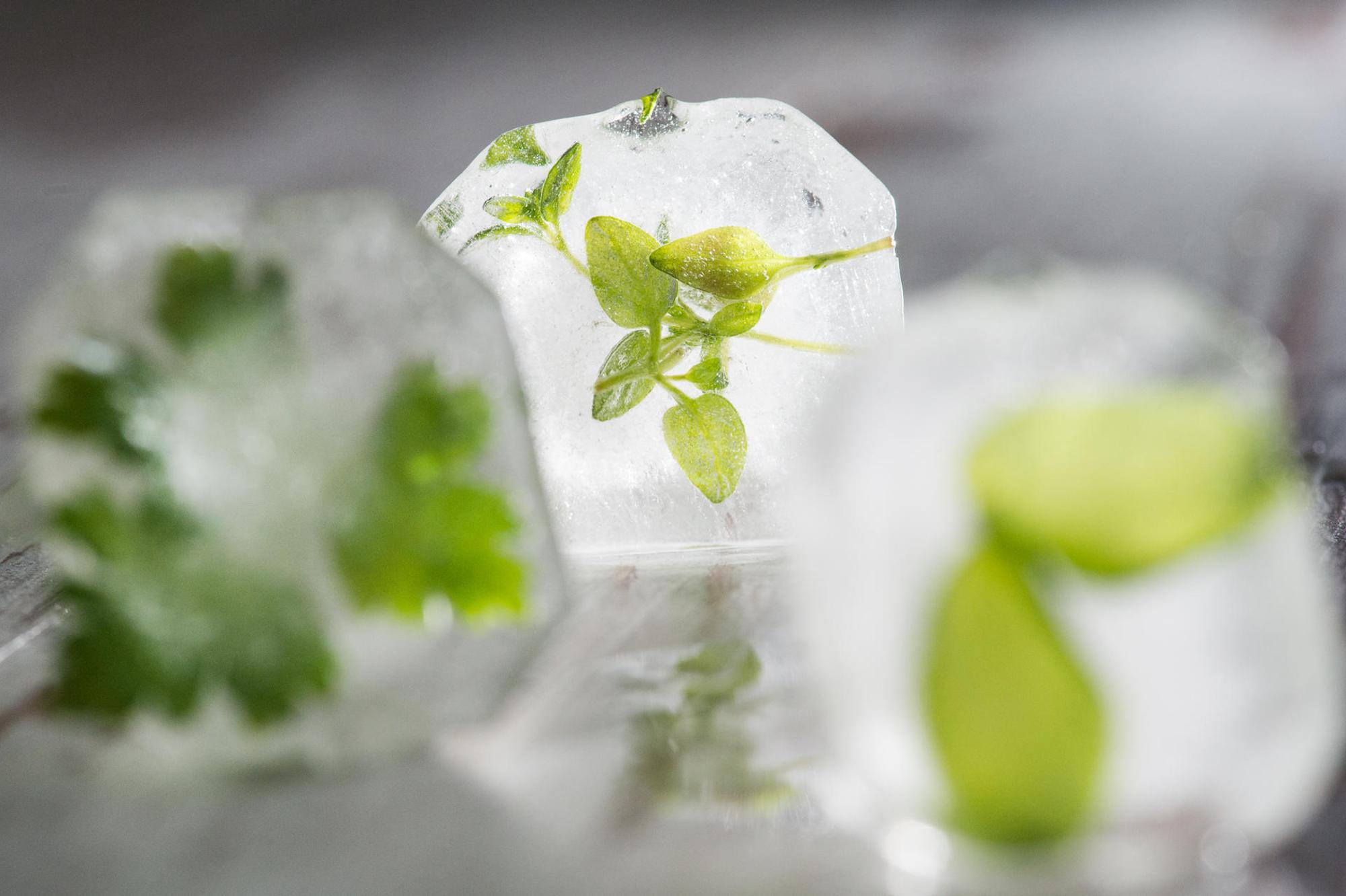 eismitobst