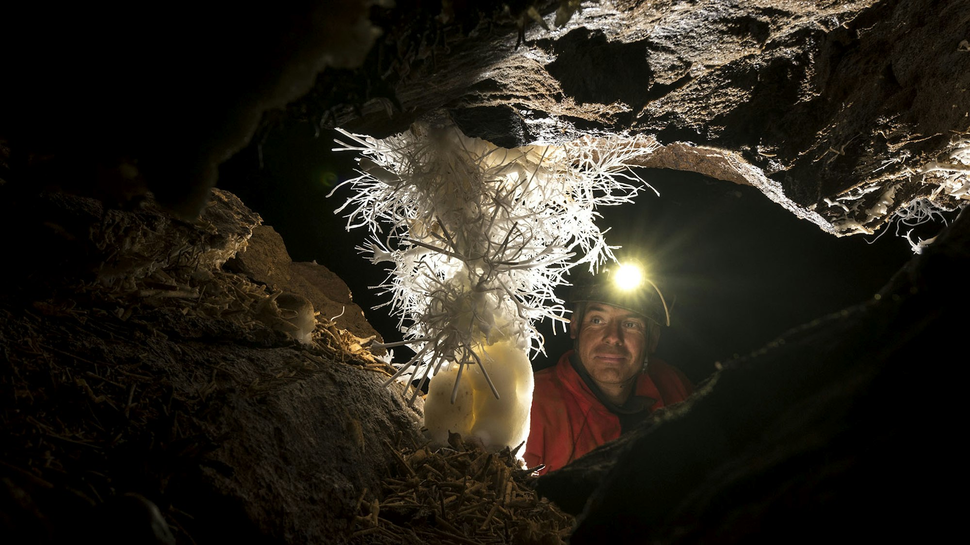 Eisenblüte Baum des Glücks 2_HD