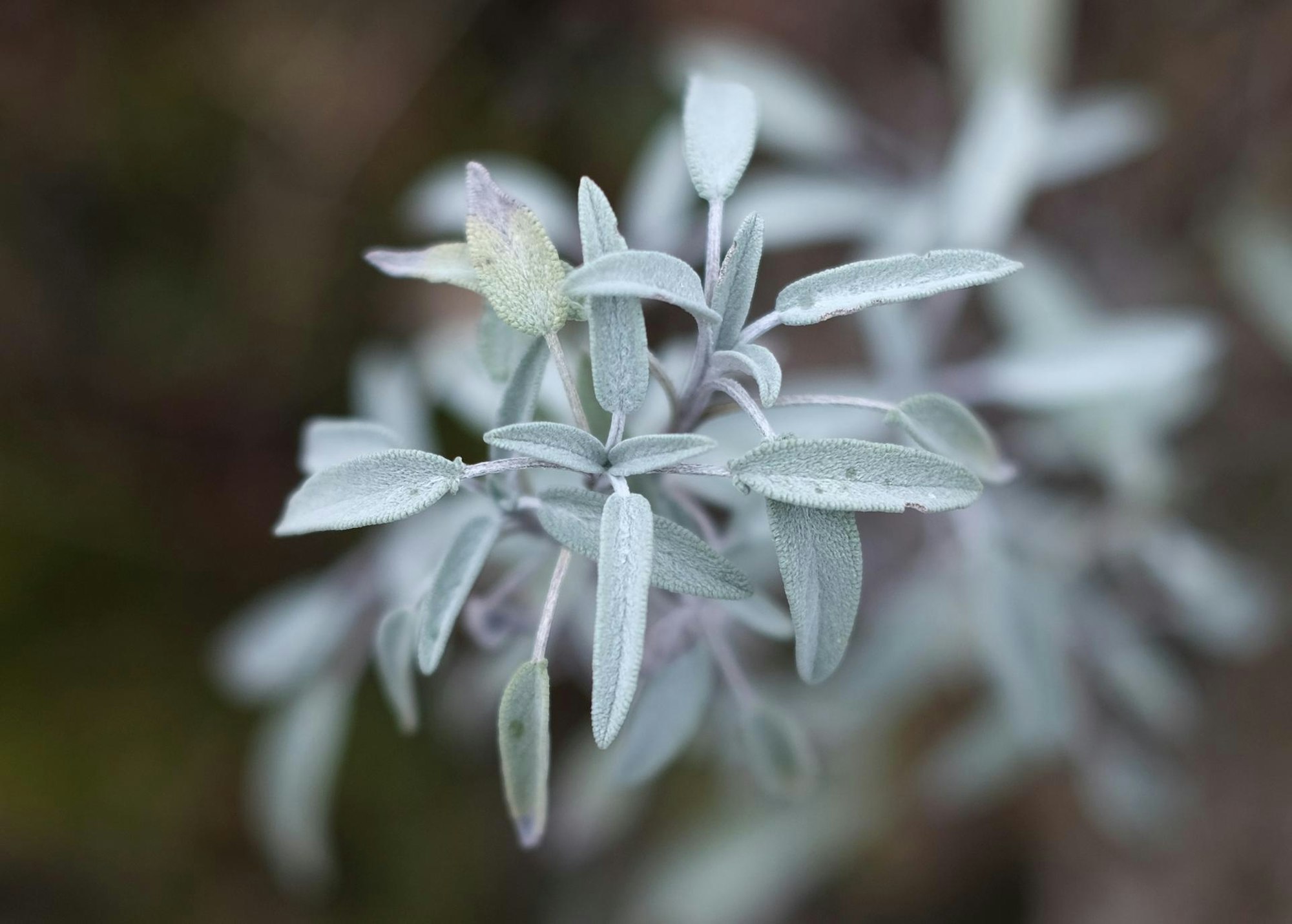 Gartenkalender 2020 Februar Salbei Max Grönert