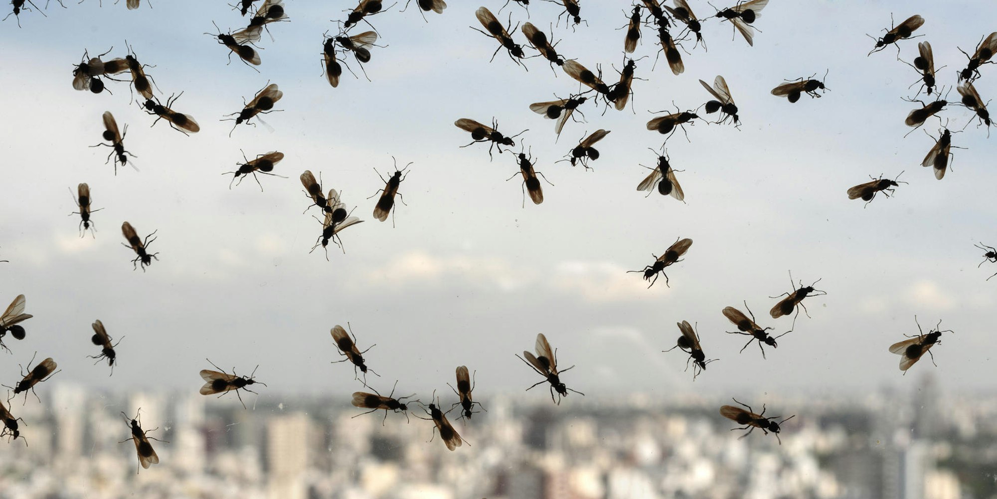 Fliegende_Ameise_Luft