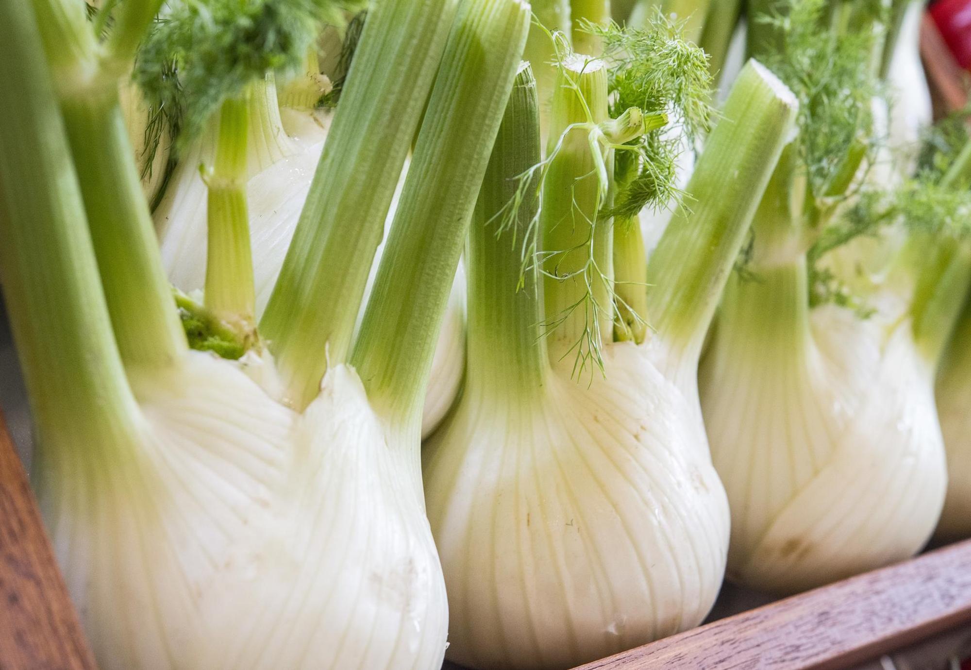 fenchel
