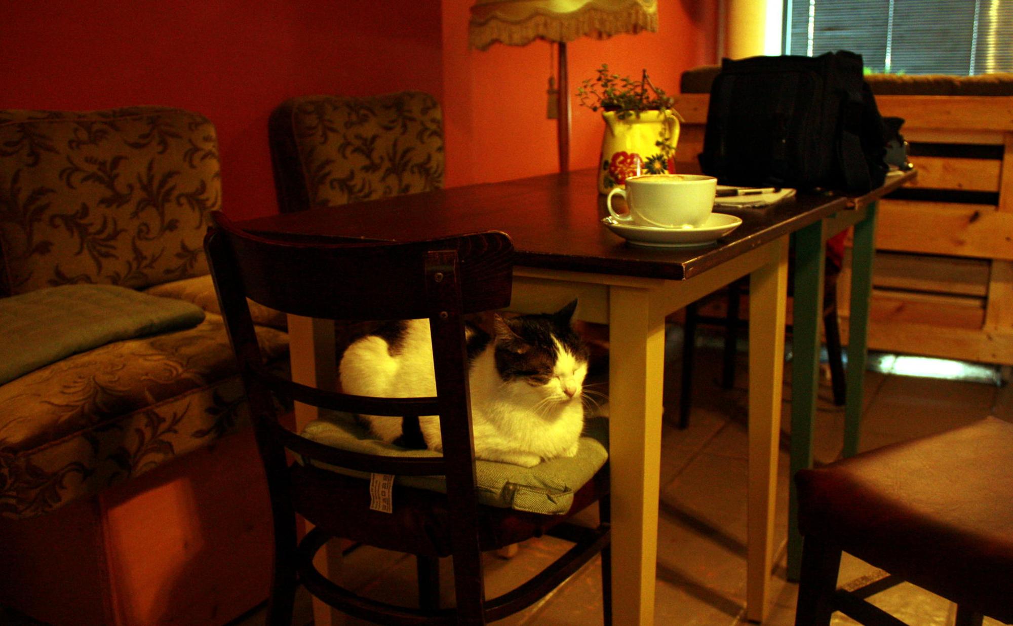 Katzenkaffee Schnurrke Neustadt Nord 3