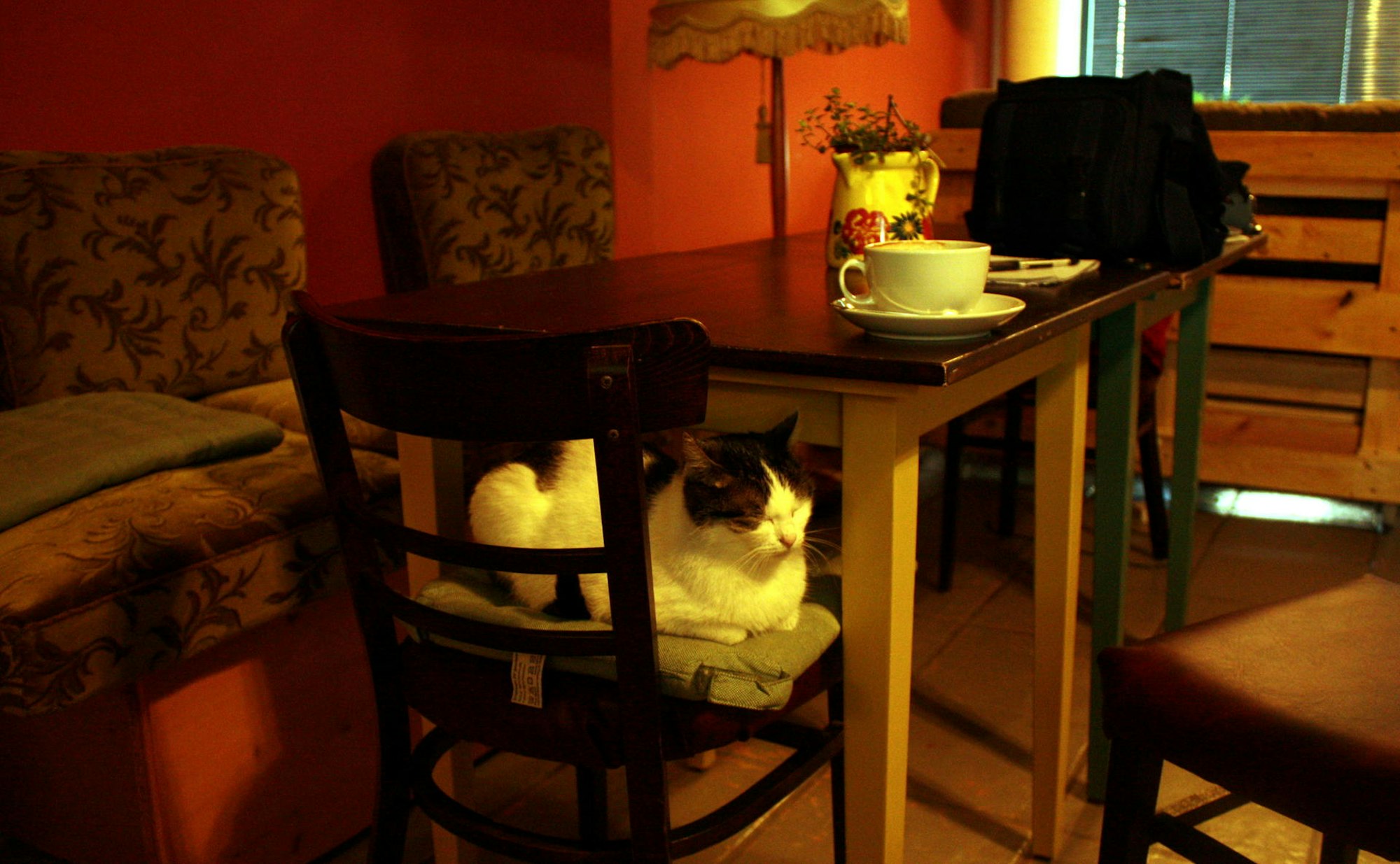 Katzenkaffee Schnurrke Neustadt Nord 3