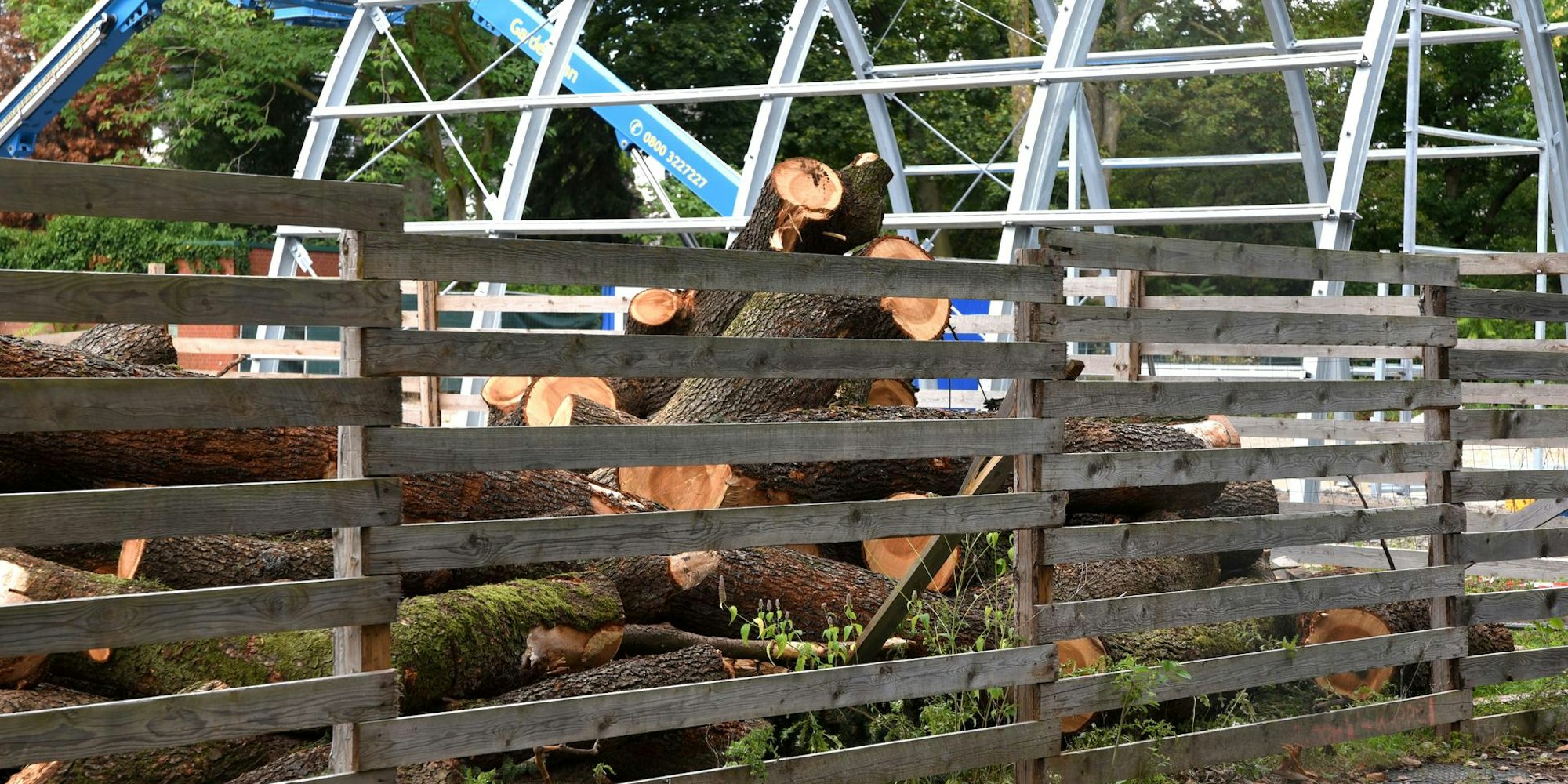 20200820-RAK-FloraBaum-003