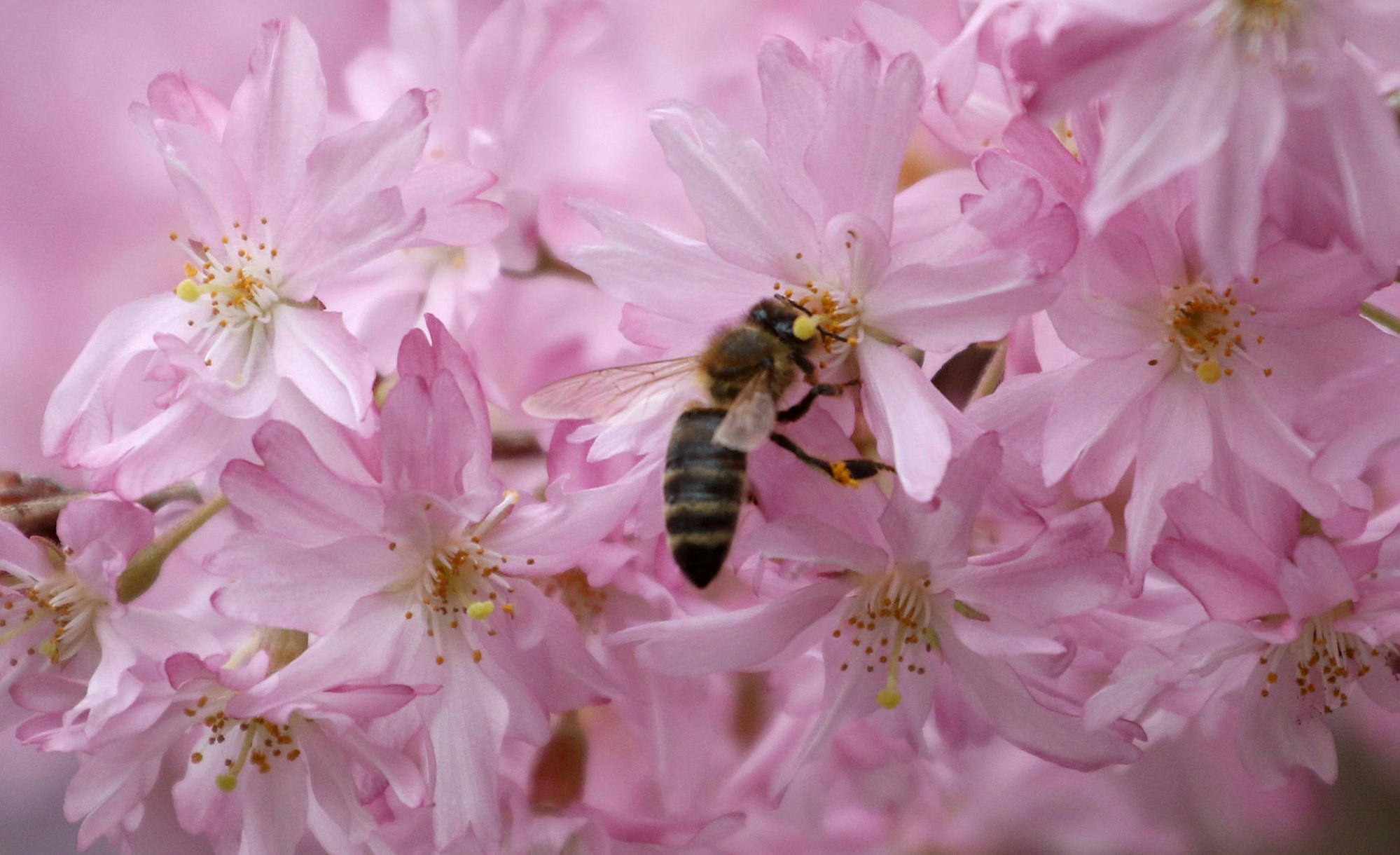Bienen Kirschblüten dpa Bildfunk KINA