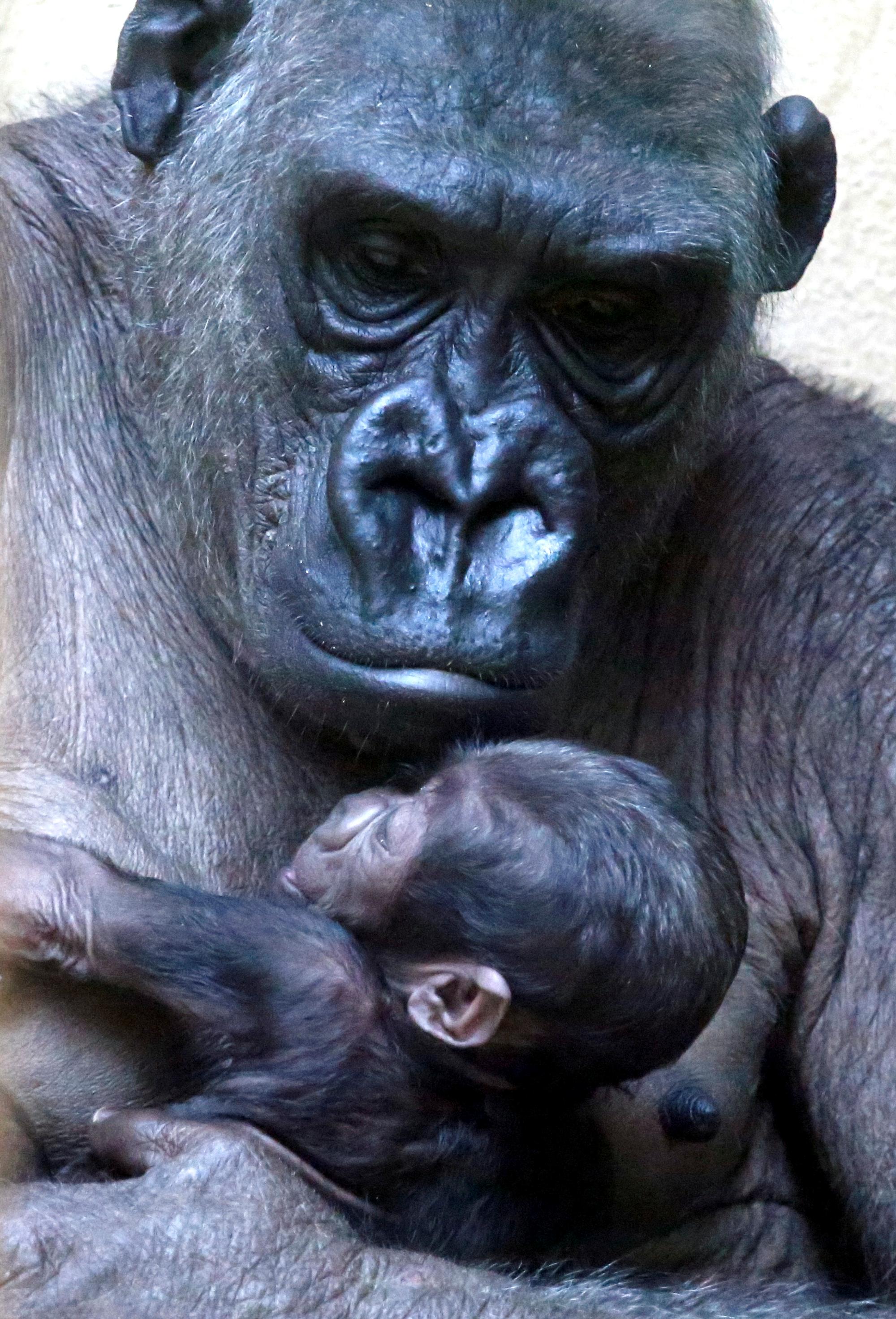 kra_gorilla