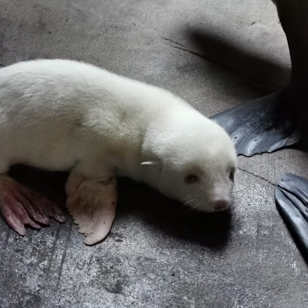 Albino-Seebärenbaby 1