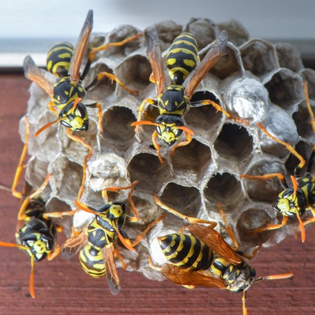 Wespennest