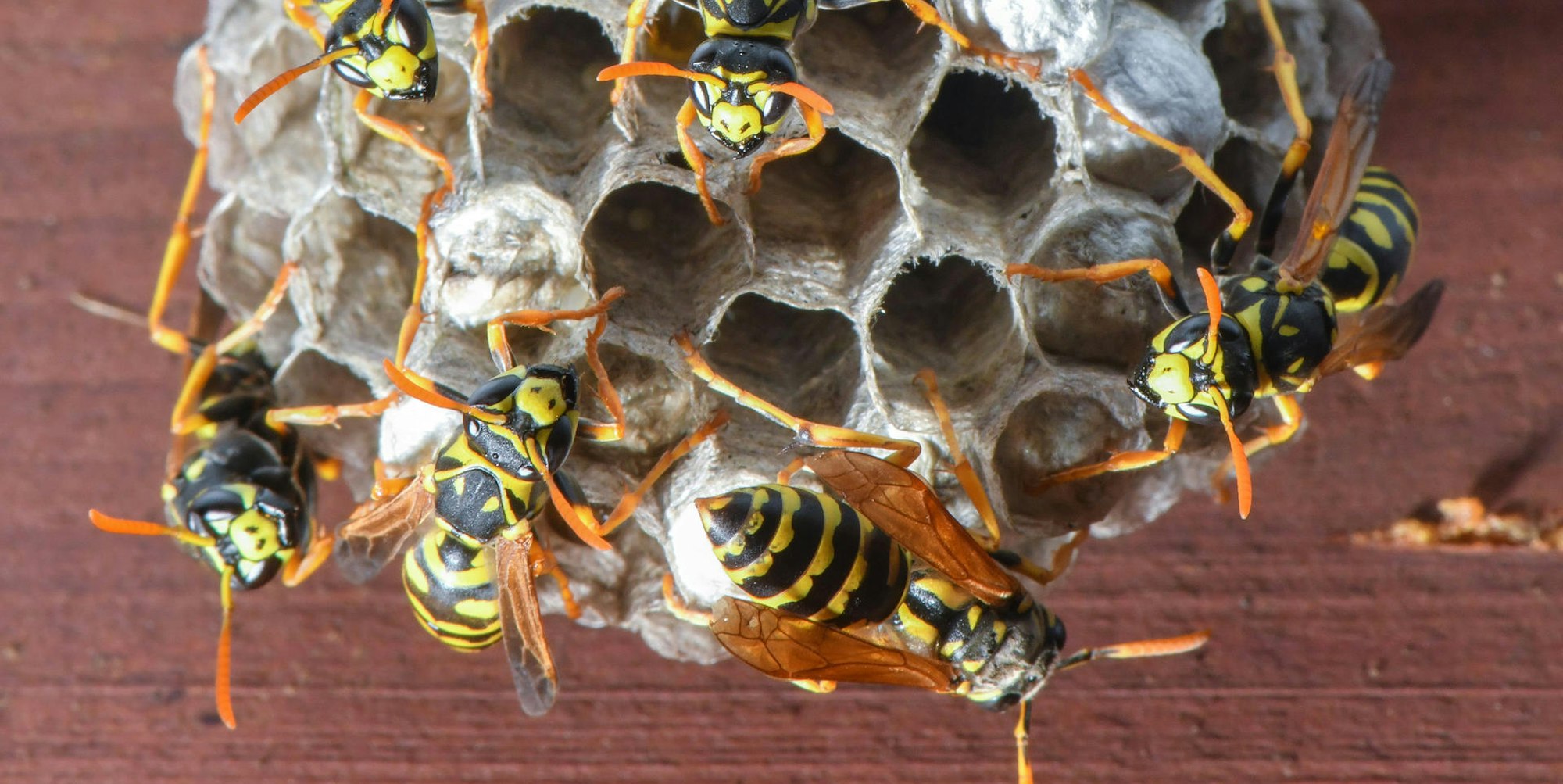 Wespennest