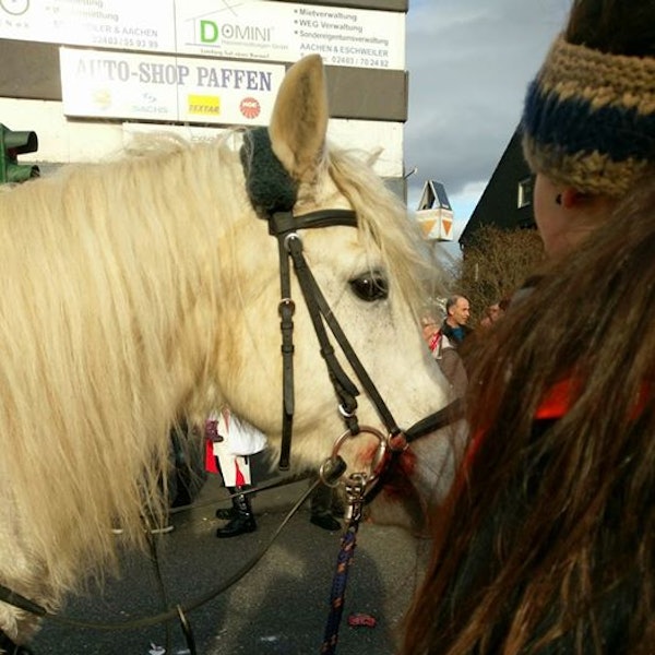 blutendes pferd eschweiler