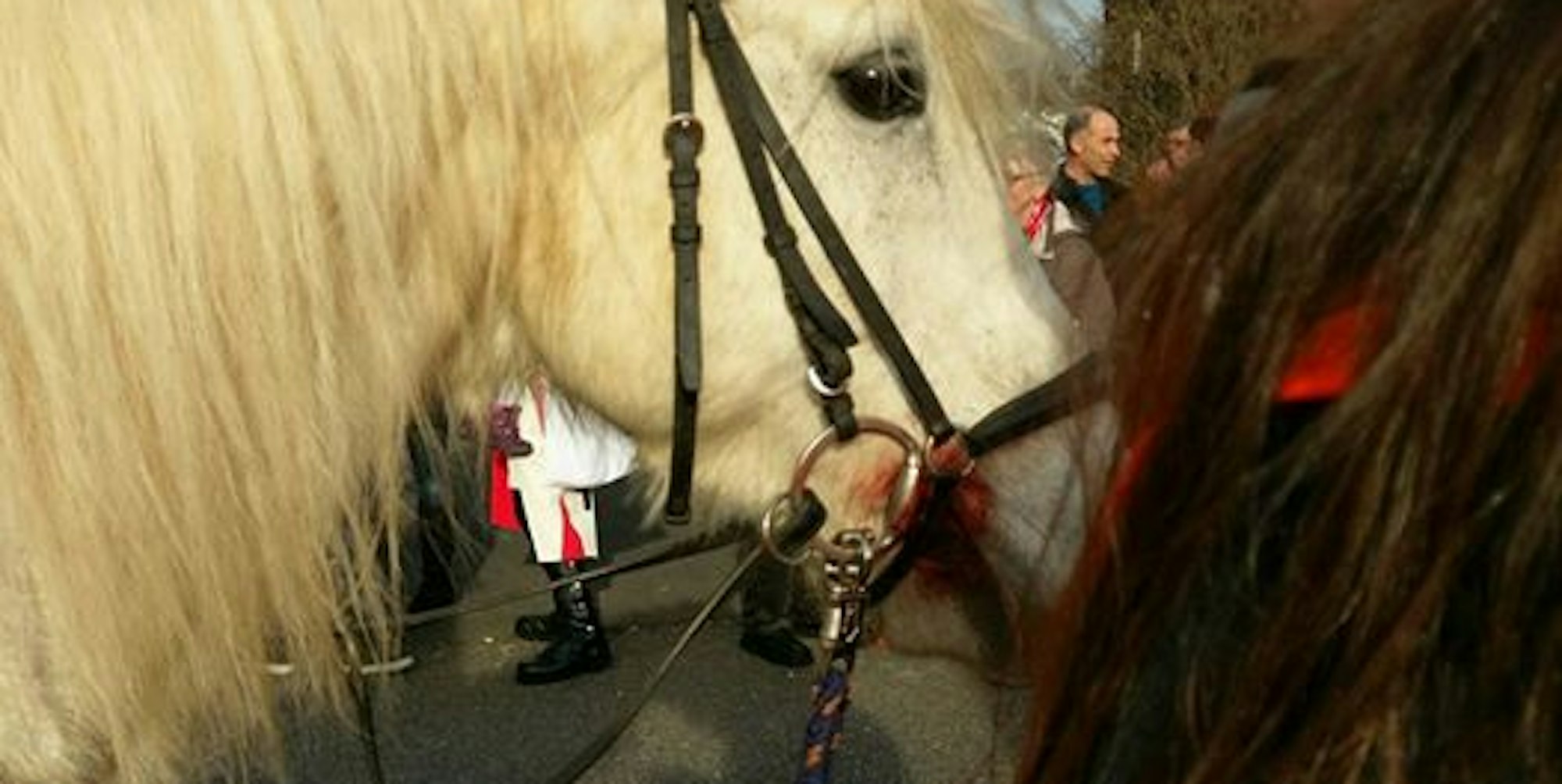 blutendes pferd eschweiler