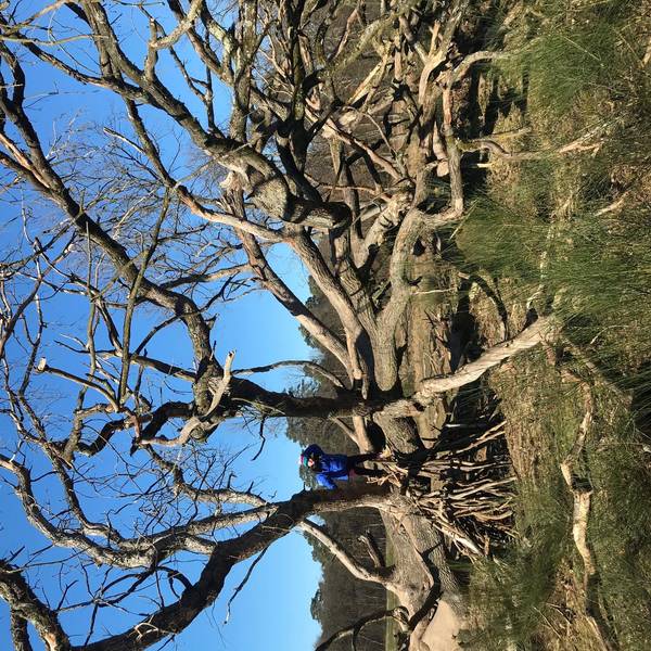 Wahner Heide Baum Winter Reiche