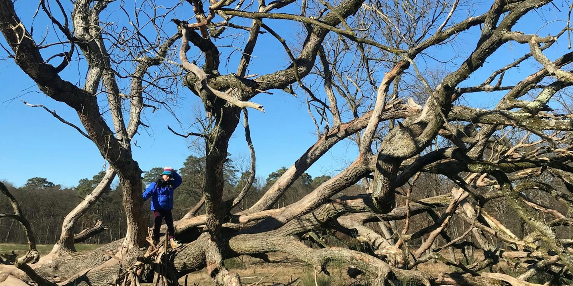 Wahner Heide Baum Winter Reiche