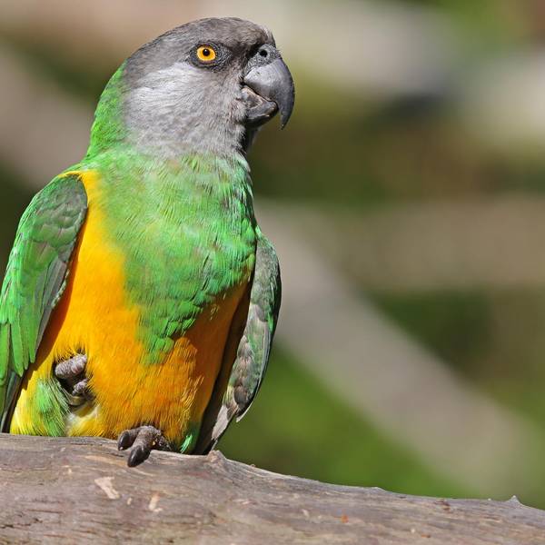 senegal_papagei_köln
