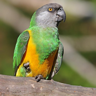 senegal_papagei_köln