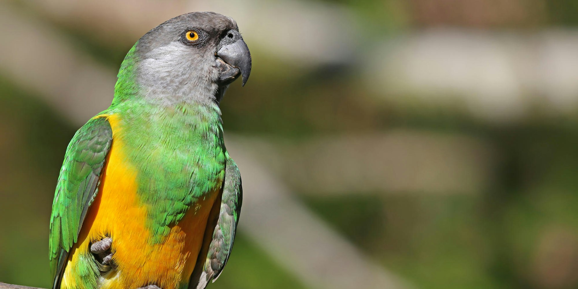 senegal_papagei_köln