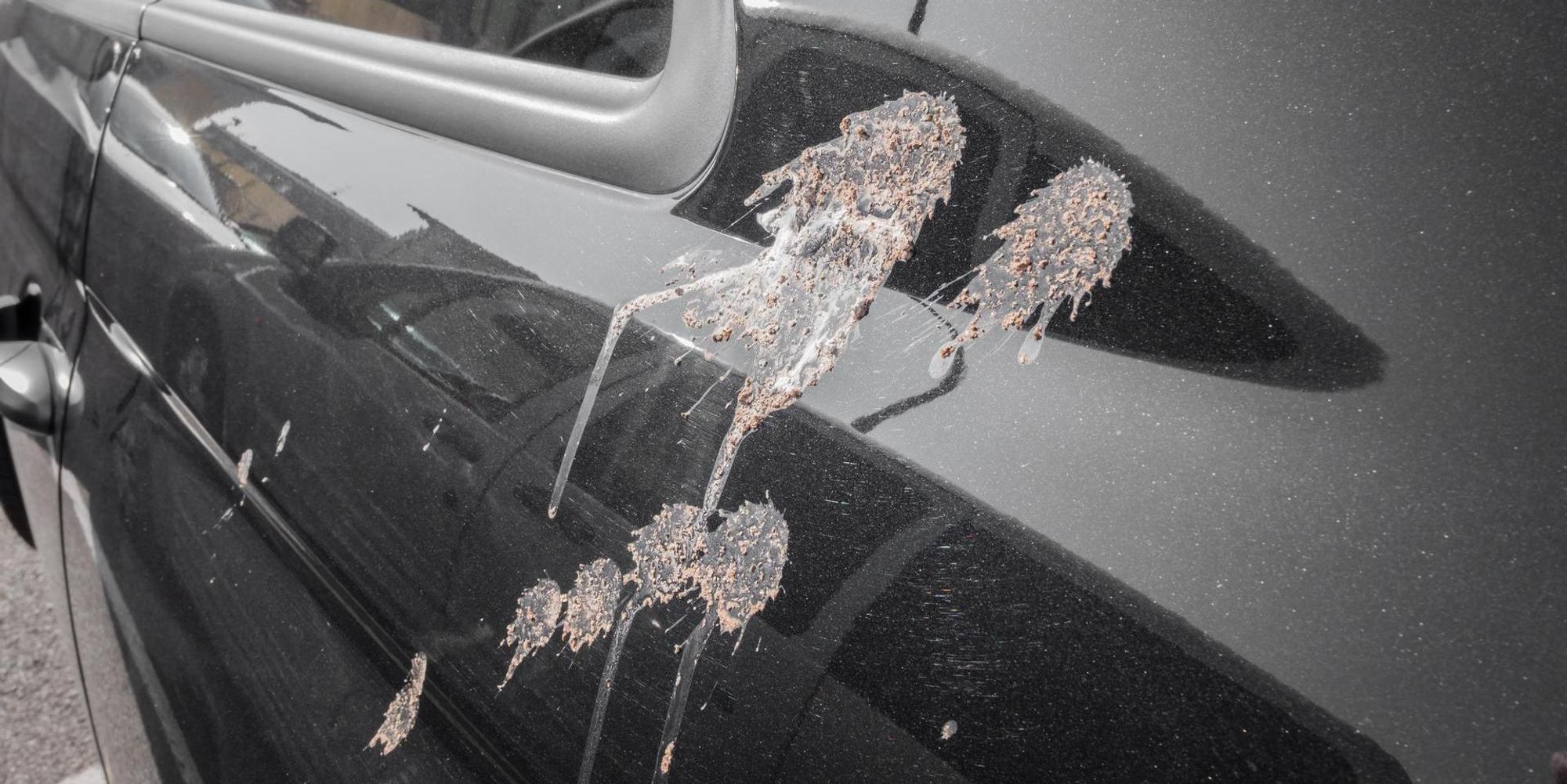 Vogelkot Symbolbild