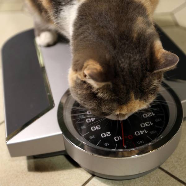 Dicke Katze auf der Waage