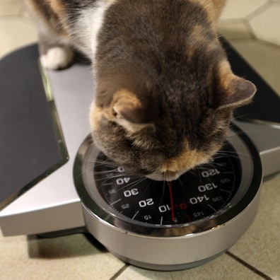 Dicke Katze auf der Waage